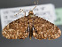  ( - VIETBIO-33399-H03)  @11 [ ] CreativeCommons - Attribution Non-Commercial Share-Alike (2020) SNSB, Staatliche Naturwissenschaftliche Sammlungen Bayerns ZSM (SNSB, Zoologische Staatssammlung Muenchen)