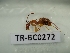  (Camponotus conspicuus - TR-BC0272)  @11 [ ] Copyright (2022) Thibault Ramage Research Collection of Thibault Ramage