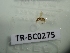  ( - TR-BC0275)  @11 [ ] Copyright (2022) Thibault Ramage Research Collection of Thibault Ramage