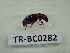  ( - TR-BC0282)  @11 [ ] Copyright (2022) Thibault Ramage Research Collection of Thibault Ramage