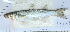  ( - 251115-1)  @11 [ ] Copyright (2015) JD Durand IRD