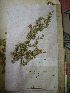  ( - MW-3685-E-isotypus-1)  @11 [ ] No Rights Reserved  Unspecified Unspecified