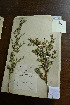  (Ononis spinosa subsp. antiquorum - 3685-MA-6-20)  @11 [ ] No Rights Reserved  Unspecified Unspecified