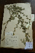  ( - 3685-C-83)  @11 [ ] No Rights Reserved  Unspecified Unspecified