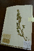  ( - 3685-C-13)  @11 [ ] No Rights Reserved  Unspecified Unspecified