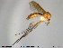  ( - VM-Dip07)  @13 [ ] Creative Commons  Attribution Non-Commercial Share-Alike (2018) NTNU University Museum, Department of Natural History NTNU University Museum, Department of Natural History