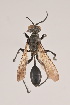  (Isodontia vanlinhi - IEBR21-Spls.01)  @11 [ ] Copyright (2024) Unspecified University of Science, Vietnam National University, Hanoi