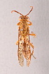  (Parapolybia flava - IEBR-Ves-102)  @11 [ ] Copyright (2024) Unspecified University of Science, Vietnam National University, Hanoi
