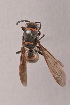  (Polistes gilvus - IEBR-Ves-107)  @11 [ ] Copyright (2024) Unspecified University of Science, Vietnam National University, Hanoi