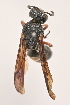  (Orancistrocerus - IEBR-Ves-110)  @11 [ ] Copyright (2024) Unspecified University of Science, Vietnam National University, Hanoi