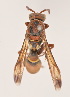  (Polistes communalis - IEBR-Ves-79)  @11 [ ] Copyright (2024) Unspecified University of Science, Vietnam National University, Hanoi