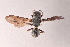  (Polistes curcipunctum - IEBR-Ves-92)  @11 [ ] Copyright (2024) Unspecified University of Science, Vietnam National University, Hanoi