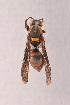  (Polistes reliciniclypeus - IEBR-Ves-94)  @11 [ ] Copyright (2024) Unspecified University of Science, Vietnam National University, Hanoi