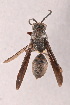  (Polistes nigerrimus - IEBR-Ves-96)  @11 [ ] Copyright (2024) Unspecified University of Science, Vietnam National University, Hanoi