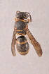  (Stenodyneriellus - IEBR-Ves-98)  @11 [ ] Copyright (2024) Unspecified University of Science, Vietnam National University, Hanoi