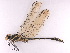  (Asiagomphus kosterini - ODO-42)  @11 [ ] Copyright (2024) Unspecified University of Science, Vietnam National University, Hanoi