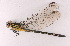  (Microgomphus jurzitzai - ODO-48)  @11 [ ] Copyright (2024) Unspecified University of Science, Vietnam National University, Hanoi