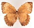  (Stichophthalma suffusa - VNMN001)  @11 [ ] Copyright (2024) Unspecified University of Science, Vietnam National University, Hanoi