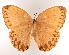  (Stichophthalma howqua - VNMN002)  @11 [ ] Copyright (2024) Unspecified University of Science, Vietnam National University, Hanoi