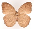  (Faunis caelestis - VNMN005)  @11 [ ] Copyright (2023) Unspecified University of Science, Vietnam National University, Hanoi