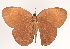  (Faunis bicoloratus - VNMN020)  @11 [ ] Copyright (2024) Unspecified University of Science, Vietnam National University, Hanoi