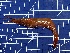  ( - PAN0244)  @11 [ ] NRR (2024) Ivankovich Y Russian Federal Research Institute of Fisheries and Oceanography