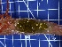  ( - PAN0246)  @11 [ ] NRR (2024) Ivankovich Y Russian Federal Research Institute of Fisheries and Oceanography
