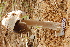  (Amanita aff. vaginata - TRTC157206)  @11 [ ] CreativeCommons - Attribution Non-Commercial Share-Alike (2010) Unspecified Royal Ontario Museum