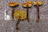  (Boletus rufoaereus - TRTC157208)  @11 [ ] CreativeCommons - Attribution Non-Commercial Share-Alike (2010) Unspecified Royal Ontario Museum