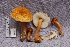  ( - TRTC157221)  @11 [ ] CreativeCommons - Attribution Non-Commercial Share-Alike (2010) Unspecified Royal Ontario Museum