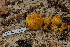  (Scleroderma aff. australe - TRTC157234)  @11 [ ] CreativeCommons - Attribution Non-Commercial Share-Alike (2010) Unspecified Royal Ontario Museum
