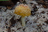  (Amanita aff. hemibapha - TRTC157250)  @11 [ ] CreativeCommons - Attribution Non-Commercial Share-Alike (2010) Unspecified Royal Ontario Museum