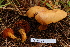  (Chalciporus aff. piperatus - TRTC157156)  @11 [ ] CreativeCommons - Attribution Non-Commercial Share-Alike (2010) Unspecified Royal Ontario Museum