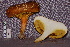  ( - TRTC157157)  @11 [ ] CreativeCommons - Attribution Non-Commercial Share-Alike (2010) Unspecified Royal Ontario Museum