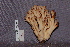  ( - TRTC157161)  @11 [ ] CreativeCommons - Attribution Non-Commercial Share-Alike (2010) Unspecified Royal Ontario Museum