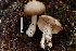  (Amanita aff. mamorata - TRTC157167)  @11 [ ] CreativeCommons - Attribution Non-Commercial Share-Alike (2010) Unspecified Royal Ontario Museum