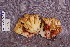  ( - TRTC157170)  @11 [ ] CreativeCommons - Attribution Non-Commercial Share-Alike (2010) Unspecified Royal Ontario Museum