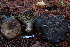  (Russula aff. nigricans - TRTC157172)  @11 [ ] CreativeCommons - Attribution Non-Commercial Share-Alike (2010) Unspecified Royal Ontario Museum