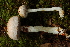  (Austroboletus cf. niveus - TRTC157200)  @11 [ ] CreativeCommons - Attribution Non-Commercial Share-Alike (2010) Unspecified Royal Ontario Museum