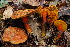  (Boletus sp - TRTC157201)  @11 [ ] CreativeCommons - Attribution Non-Commercial Share-Alike (2010) Unspecified Royal Ontario Museum