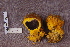  ( - TRTC161120)  @11 [ ] CreativeCommons - Attribution Non-Commercial Share-Alike (2010) Unspecified Royal Ontario Museum