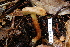  (Boletus aff. lewisii - TRTC161129)  @11 [ ] CreativeCommons - Attribution Non-Commercial Share-Alike (2010) Unspecified Royal Ontario Museum