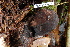  ( - TRTC161130)  @11 [ ] CreativeCommons - Attribution Non-Commercial Share-Alike (2010) Unspecified Royal Ontario Museum