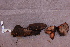  ( - TRTC161130)  @11 [ ] CreativeCommons - Attribution Non-Commercial Share-Alike (2010) Unspecified Royal Ontario Museum
