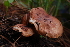  (Tricholoma cf. albobrunneum - TRTC161137)  @11 [ ] CreativeCommons - Attribution Non-Commercial Share-Alike (2010) Unspecified Royal Ontario Museum