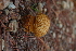  (Leccinum extremiorientale - TRTC161139)  @11 [ ] CreativeCommons - Attribution Non-Commercial Share-Alike (2010) Unspecified Royal Ontario Museum