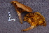  ( - TRTC161140)  @11 [ ] CreativeCommons - Attribution Non-Commercial Share-Alike (2010) Unspecified Royal Ontario Museum