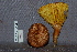  (Phylloporus sp - TRTC161174)  @11 [ ] CreativeCommons - Attribution Non-Commercial Share-Alike (2010) Unspecified Royal Ontario Museum