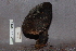  ( - TRTC161176)  @11 [ ] CreativeCommons - Attribution Non-Commercial Share-Alike (2010) Unspecified Royal Ontario Museum