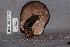  ( - TRTC161176)  @11 [ ] CreativeCommons - Attribution Non-Commercial Share-Alike (2010) Unspecified Royal Ontario Museum